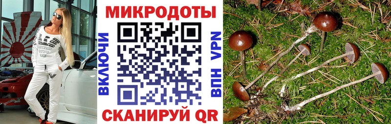 Псилоцибиновые грибы Psilocybe  Березники 